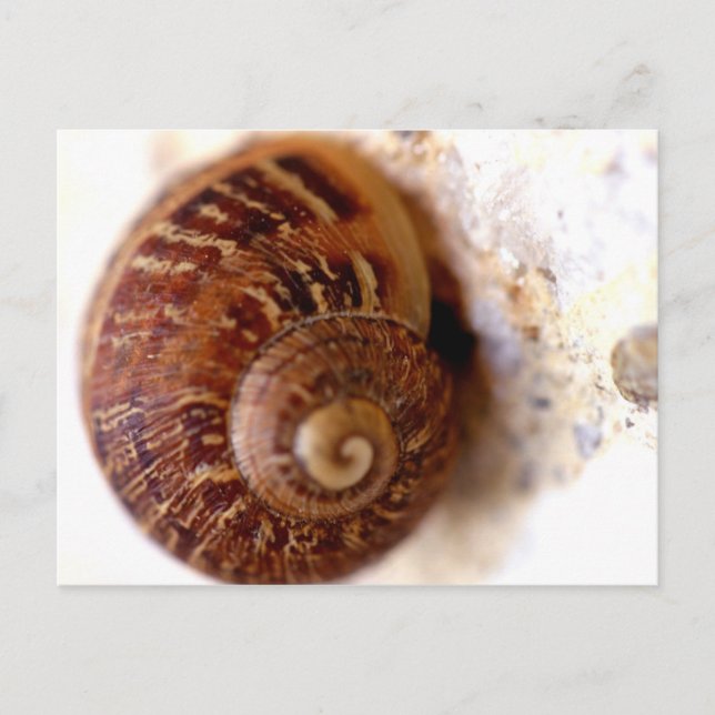 Snail It! Postcard (Front)