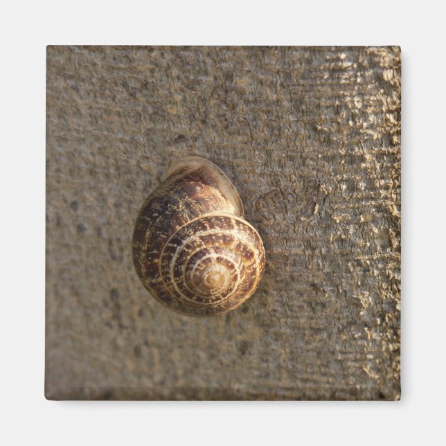 Snail Magnet (Front)