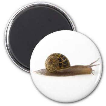 Snail Magnet by lilandluckysloot at Zazzle