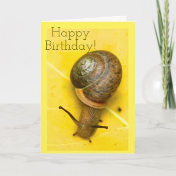 Snail Mail Card by Considernature at Zazzle