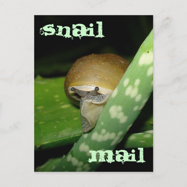 Snail mail postcard (Front)