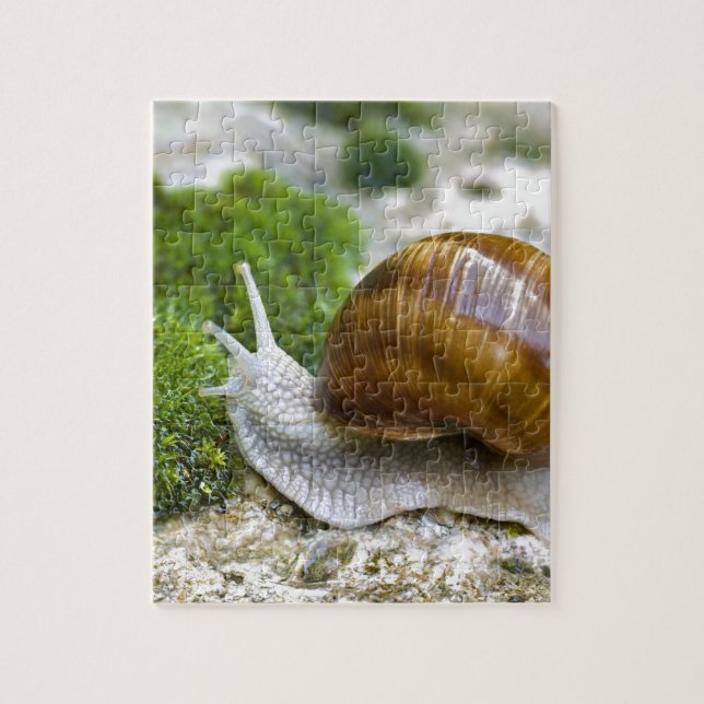 Snail of Burgundy Jigsaw Puzzle (Vertical)