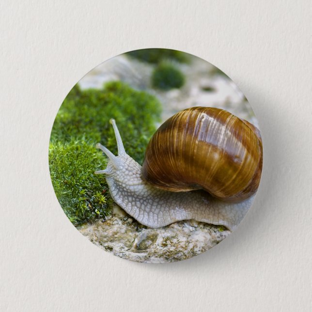 Snail of Burgundy Pinback Button (Front)