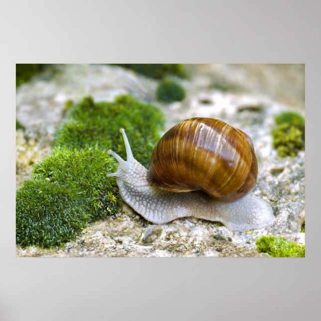 Snail of Burgundy Poster (Front)