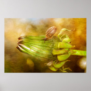 Snail on Dandelion Poster