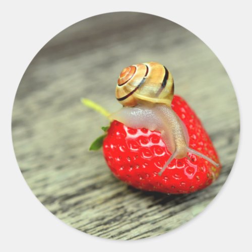 Snail on Strawberry Classic Round Sticker