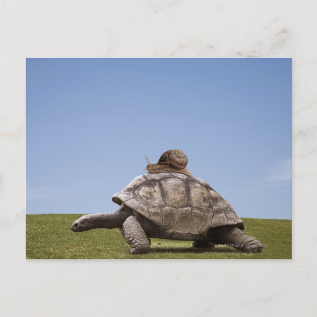 Snail over a turtle postcard (Front)