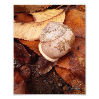 Snail Photo Print