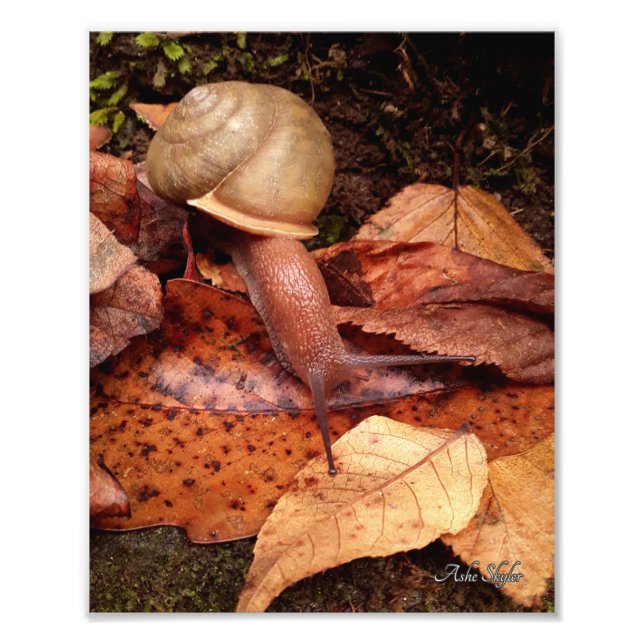 Snail Photo Print (Front)