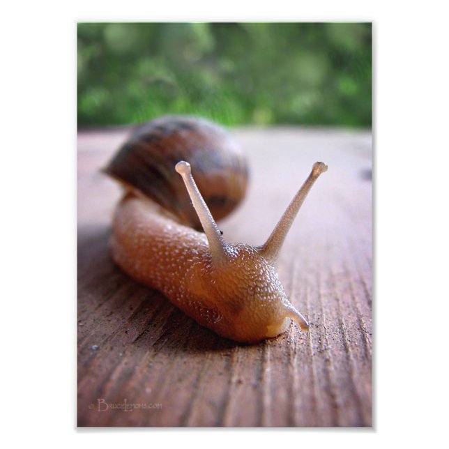 Snail Photo Print (Front)