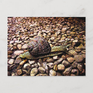 Snail Postcard