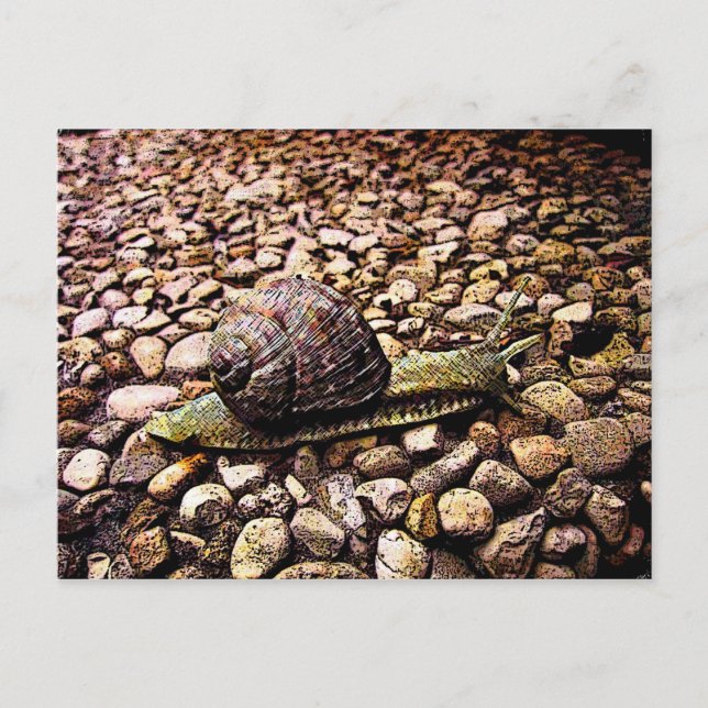 Snail Postcard (Front)