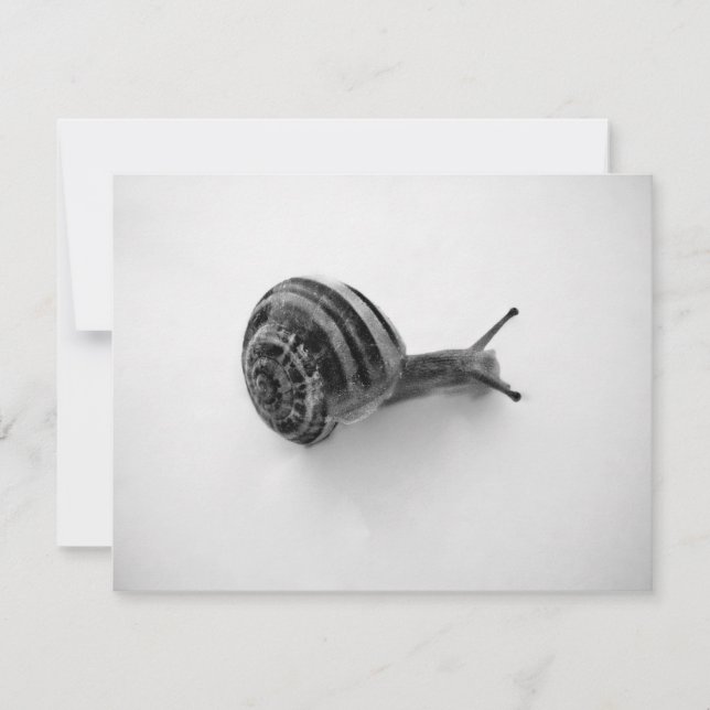 Snail Postcard (Front)