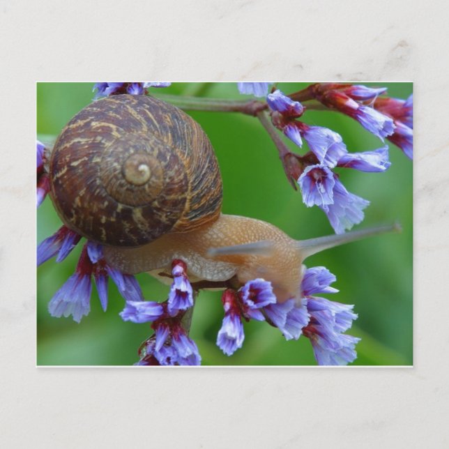 Snail Postcard (Front)