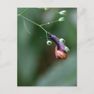 Snail Postcard