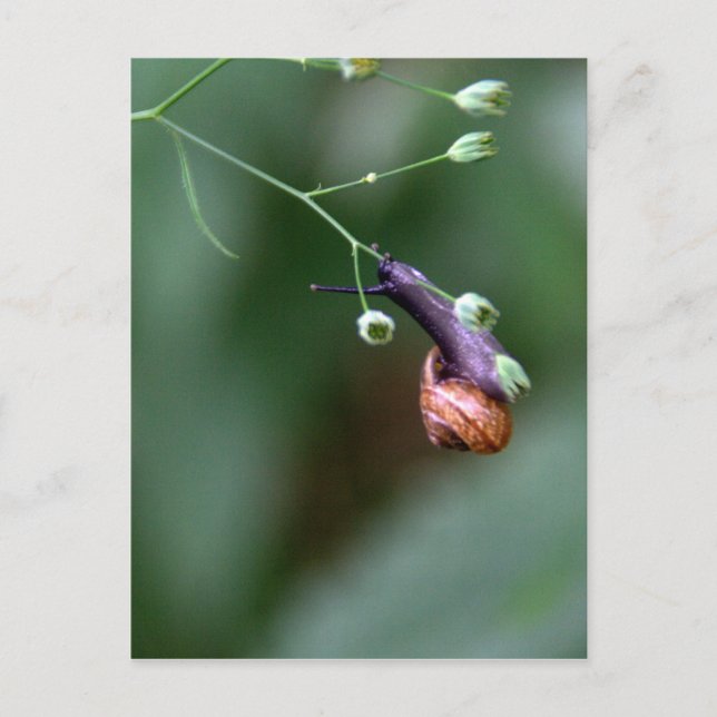 Snail Postcard (Front)