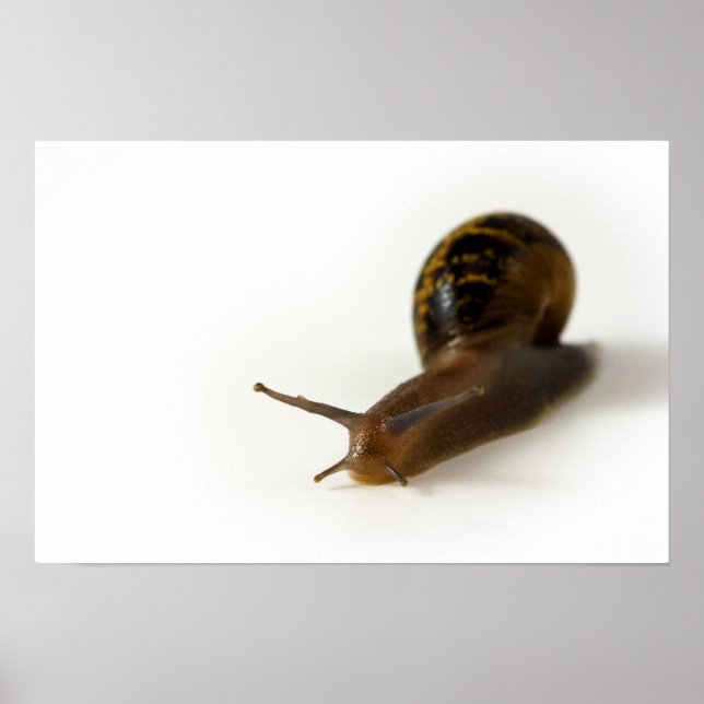 Snail Poster (Front)