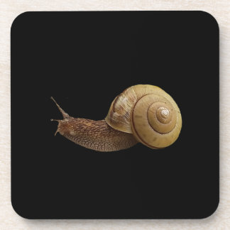snail real photograph beverage coaster