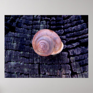 Snail Shell Poster