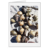 Snail Shells Cards (Front)