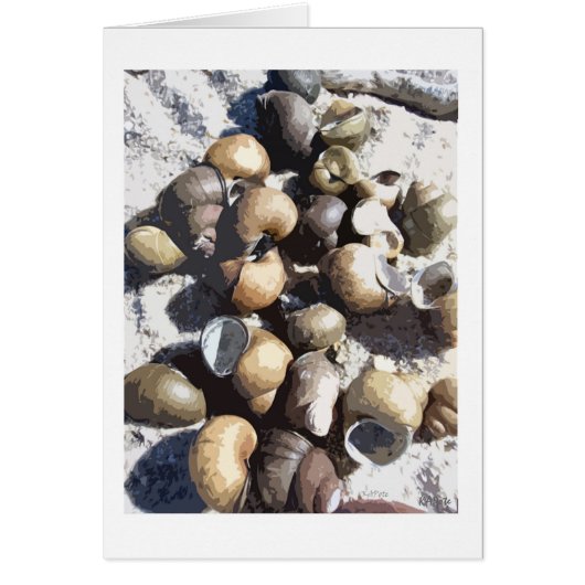 Snail Shells Cards (Front)