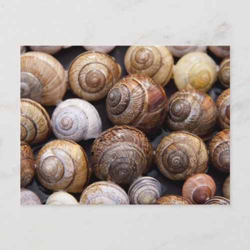 Snail Shells Postcard