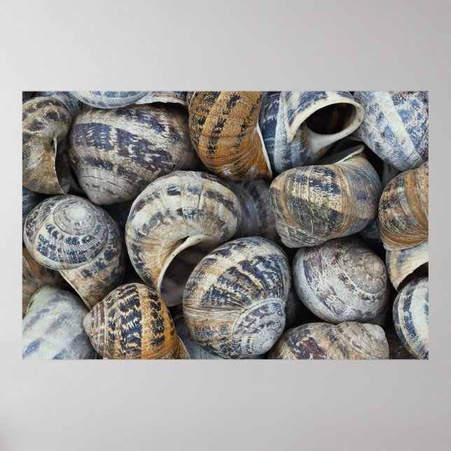 Snail shells poster (Front)