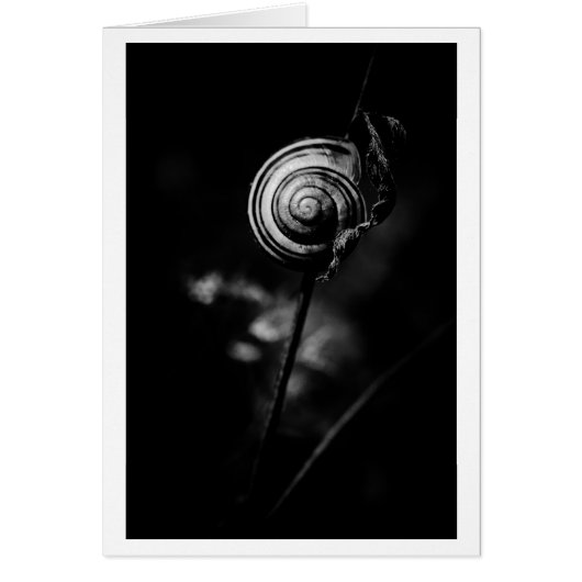 snail tail cards (Front)