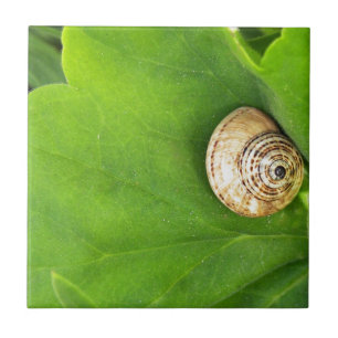 snail tile