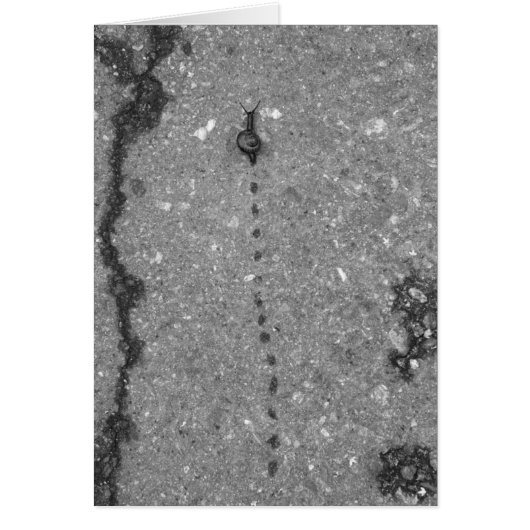 Snail trail cards (Front)