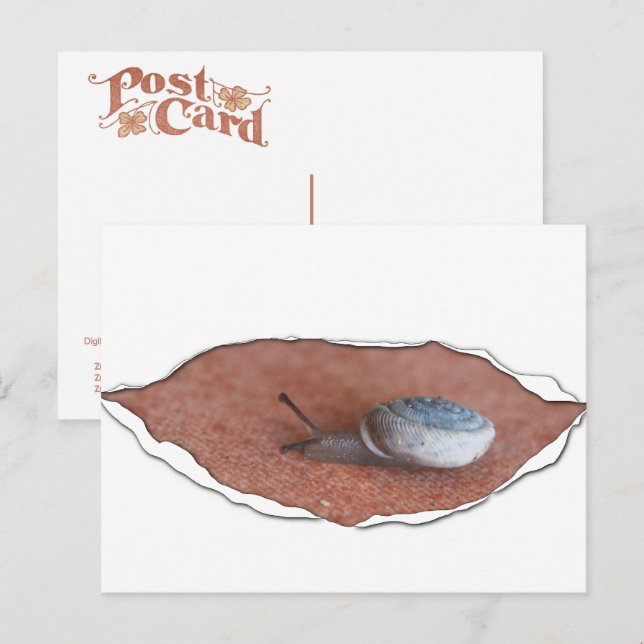 Snail Under Torn Material Postcard (Front/Back)