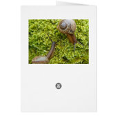 Snails card (Back)