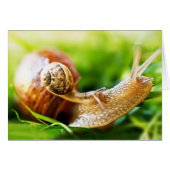 Snails Cards (Front Horizontal)
