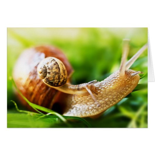 Snails Cards (Front Horizontal)
