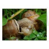 Snails Love Kiss Card (Front Horizontal)