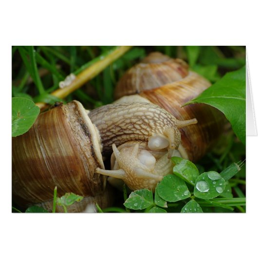 Snails Love Kiss Card (Front Horizontal)