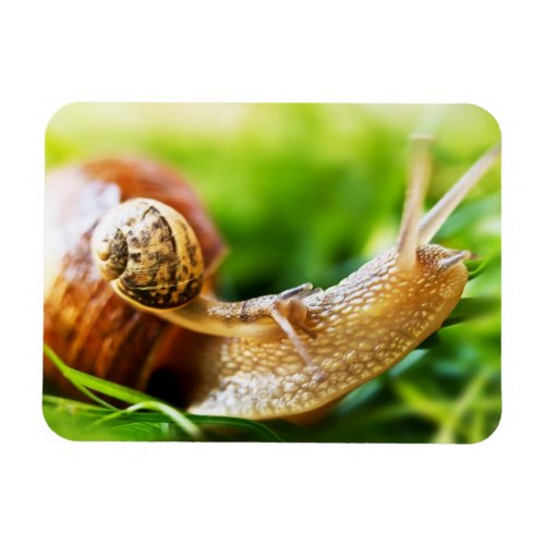 Snails Magnet