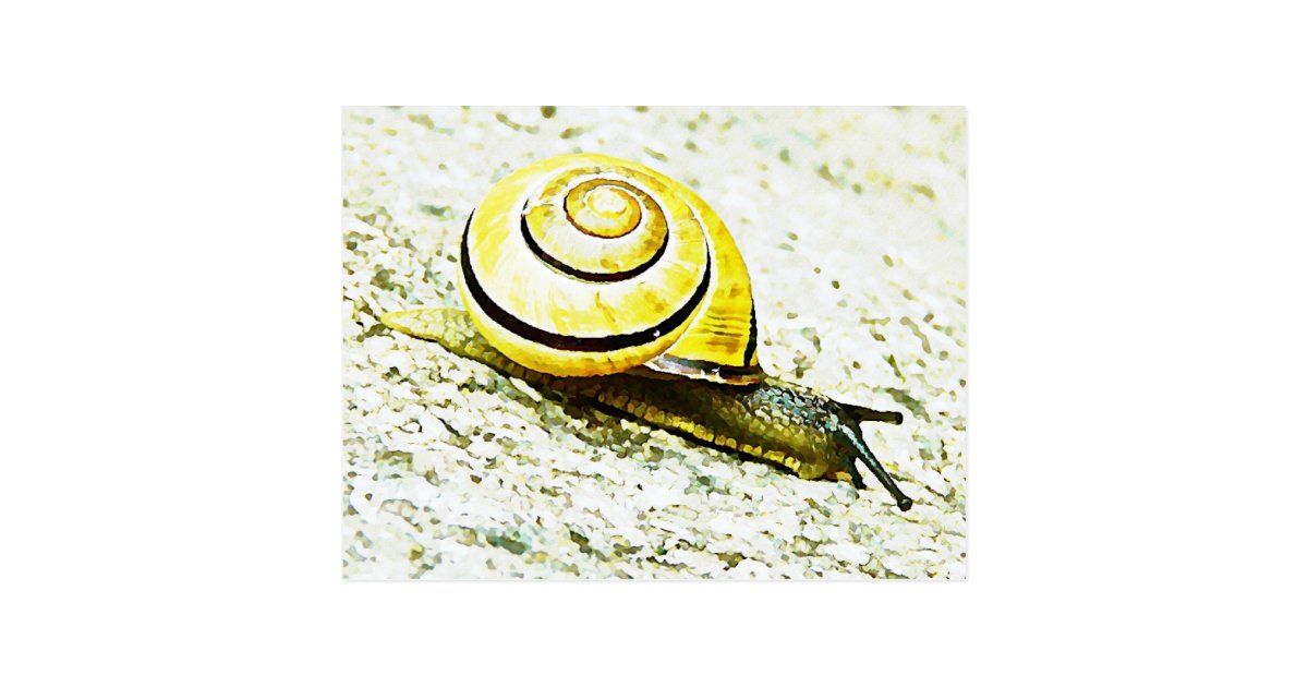 Snail's Pace Postcard
