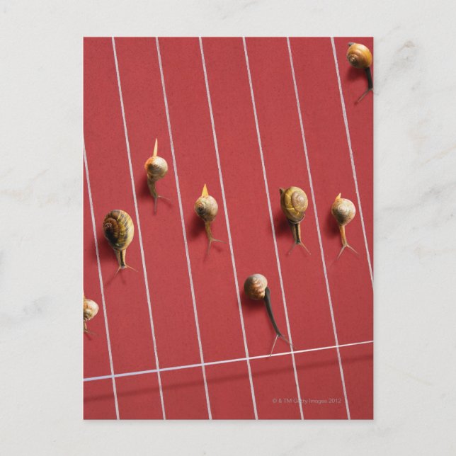 Snails running on the truck postcard (Front)