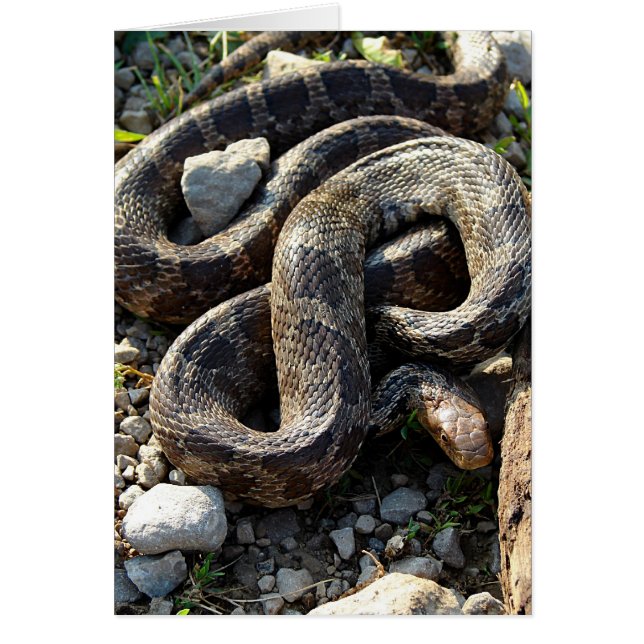 Snake All Occasion Blank Greeting Card (Front)