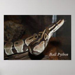 Snake (Ball Python) poster | Zazzle