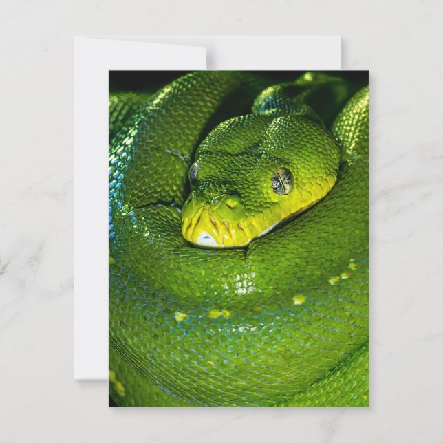 Snake Birthday Card Happy Birthday Snake (Front)