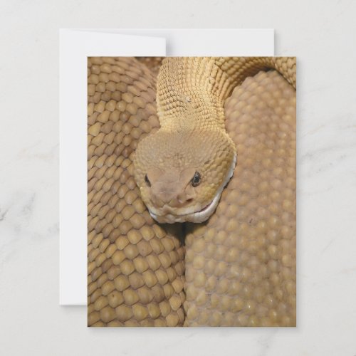 Snake Birthday Card Happy Birthday Snake