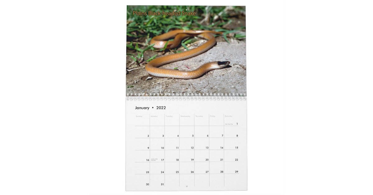 Snake Calendar | Zazzle.com
