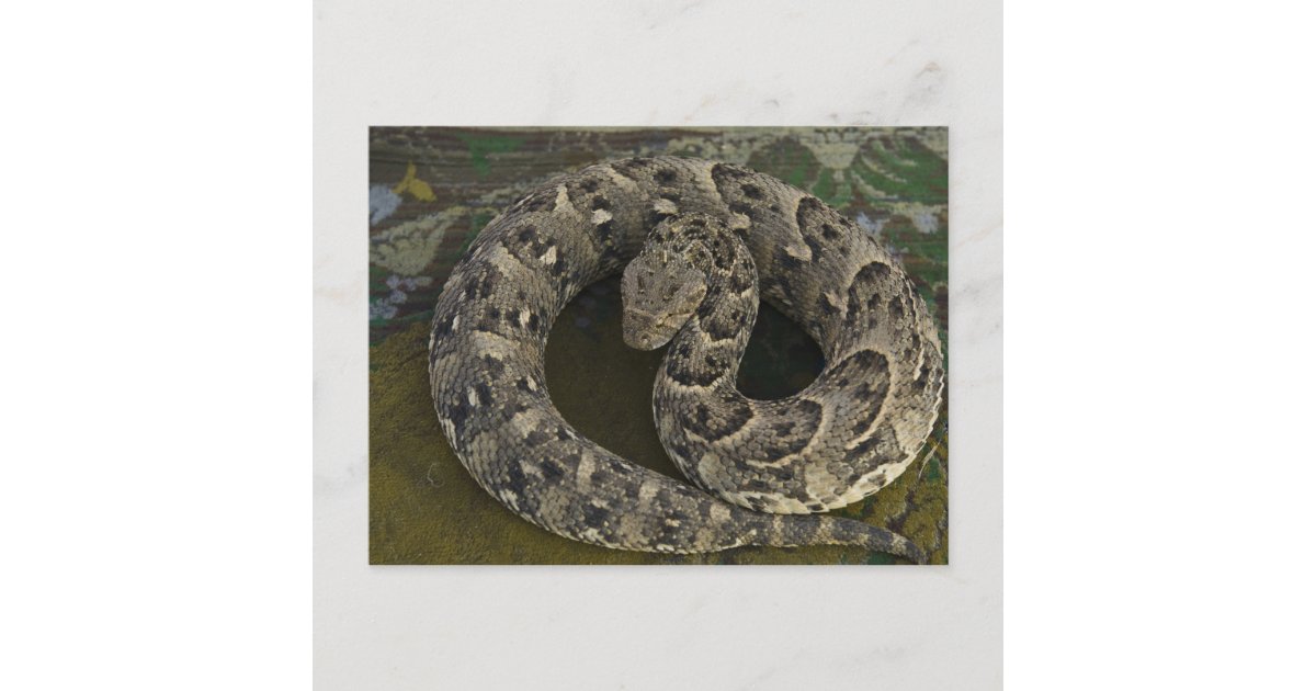 Snake Charmer's African Puffadder Bitis Postcard Zazzle