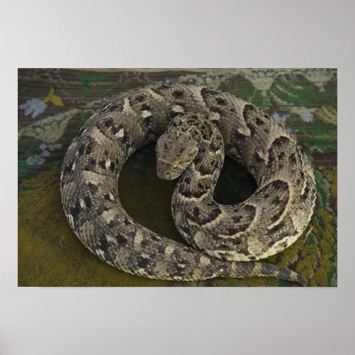 Snake Charmers African Puff_adder Bitis Poster