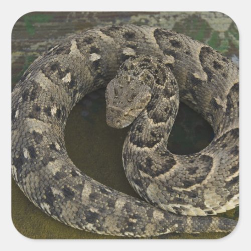 Snake Charmers African Puff_adder Bitis Square Sticker