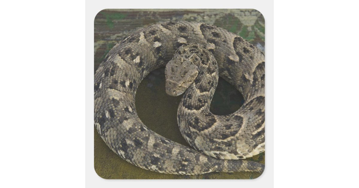 Snake Charmer's African Puffadder Bitis Square Sticker Zazzle