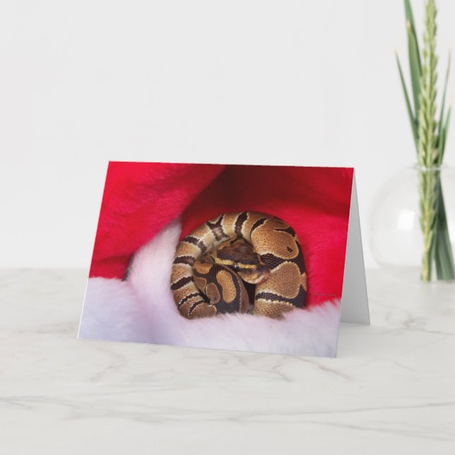 Snake curled up in Santa hat, ball python Holiday Card (Front)