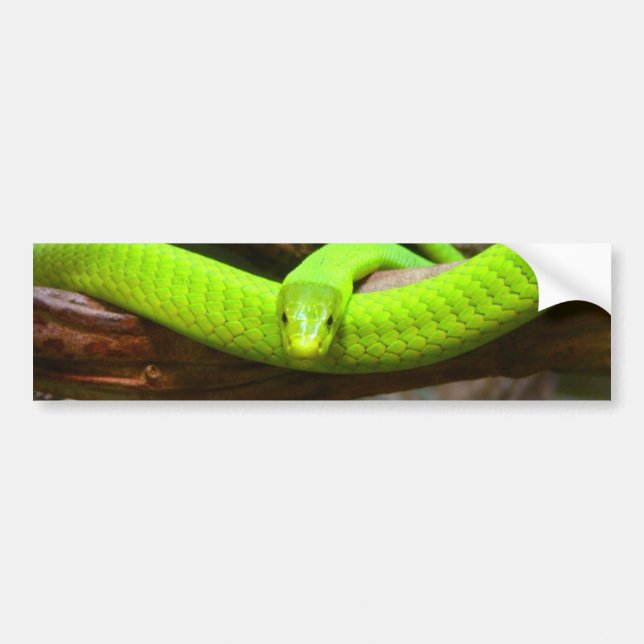Snake Green Mamba Animal Scary Party Destiny Bumper Sticker (Front)